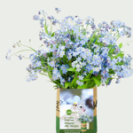 Grow your own - Myosotis (Forget-me-nots)