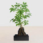 Schefflera op lavasteen