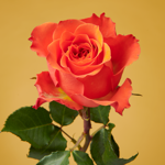 Bouquet bon rétablissement Noor