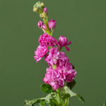 Thank you bouquet Yuna