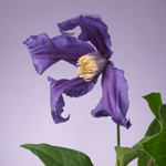 Beterschapsboeket Sofie