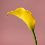 Voorjaarsboeket Rheza