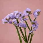 Voorjaarsboeket Celesta