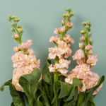 Voorjaarsboeket Simone