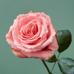 Voorjaarsboeket Florine