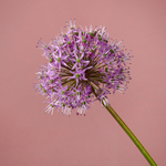 Beterschapsboeket Danisha