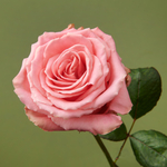 Boeket Femke
