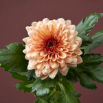 Boeket Rosie