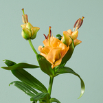 Bouquet Fien