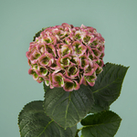 Boeket Naomi