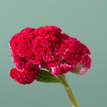 Boeket The Flower Family