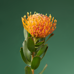 Boeket Jette