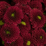 The Flower Family boeket Anna