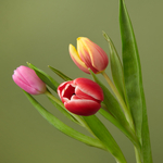 Bouquet Talitha mixed