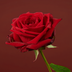 30 roses with Valentine's packaging