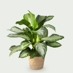 Aglaonema