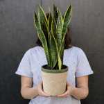 Sanseveria
