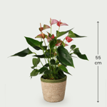 Anthurium