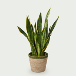 Sanseveria