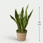 Sanseveria