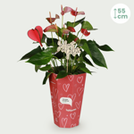 Love Anthurium