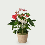 Anthurium amour