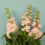 Boeket Flora