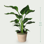 Strelitzia