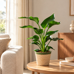 Strelitzia