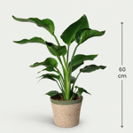 Strelitzia