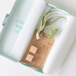 Mailbox air plants