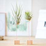 Mailbox air plants