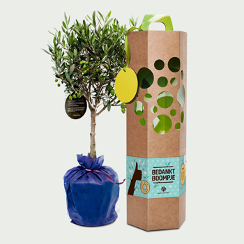 Grow your own - Sunflowers