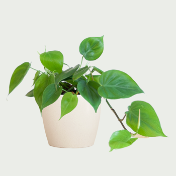 Philodendron Scandens