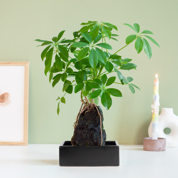 Schefflera op lavasteen