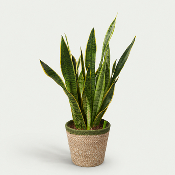 Sanseveria