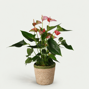 Anthurium