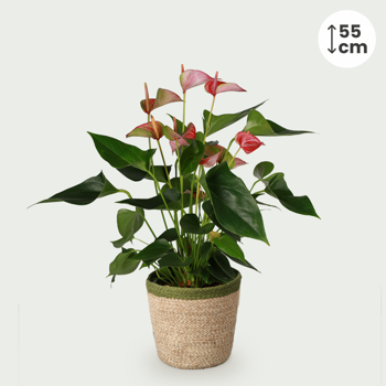 Anthurium