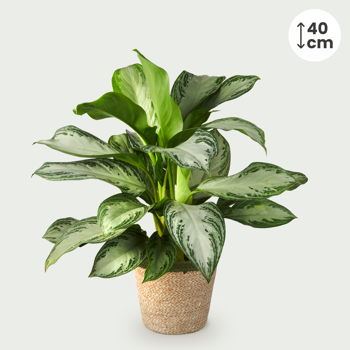 Aglaonema