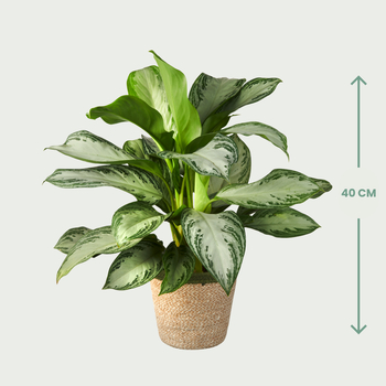 Aglaonema