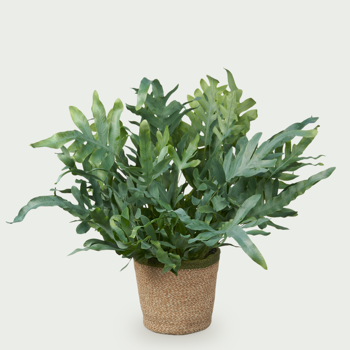 Phlebodium