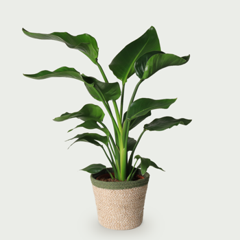 Strelitzia
