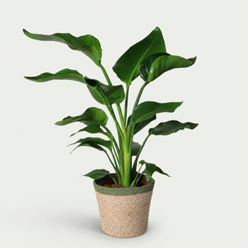 Strelitzia