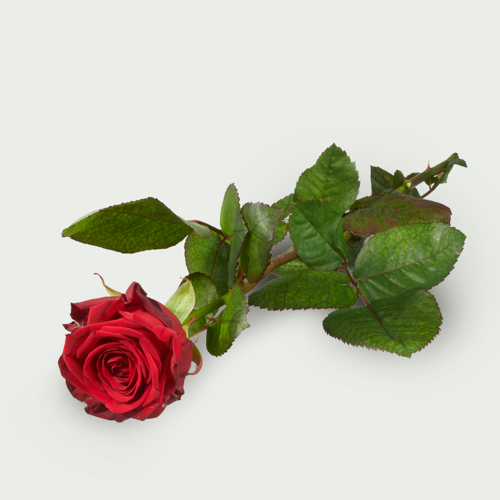 Lange rode rozen