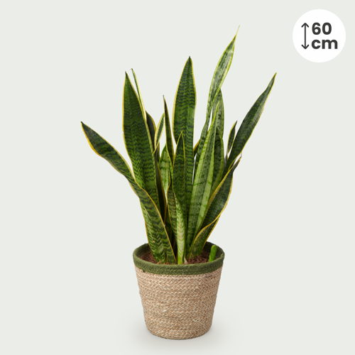 Sanseveria