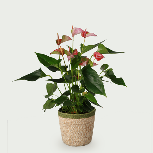 Anthurium