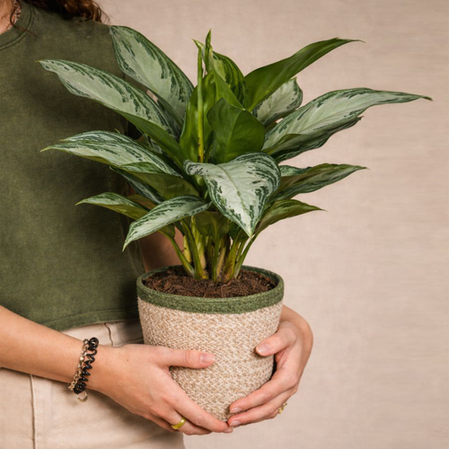 Aglaonema