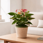 Anthurium
