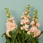 Boeket Flora