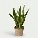 Sanseveria